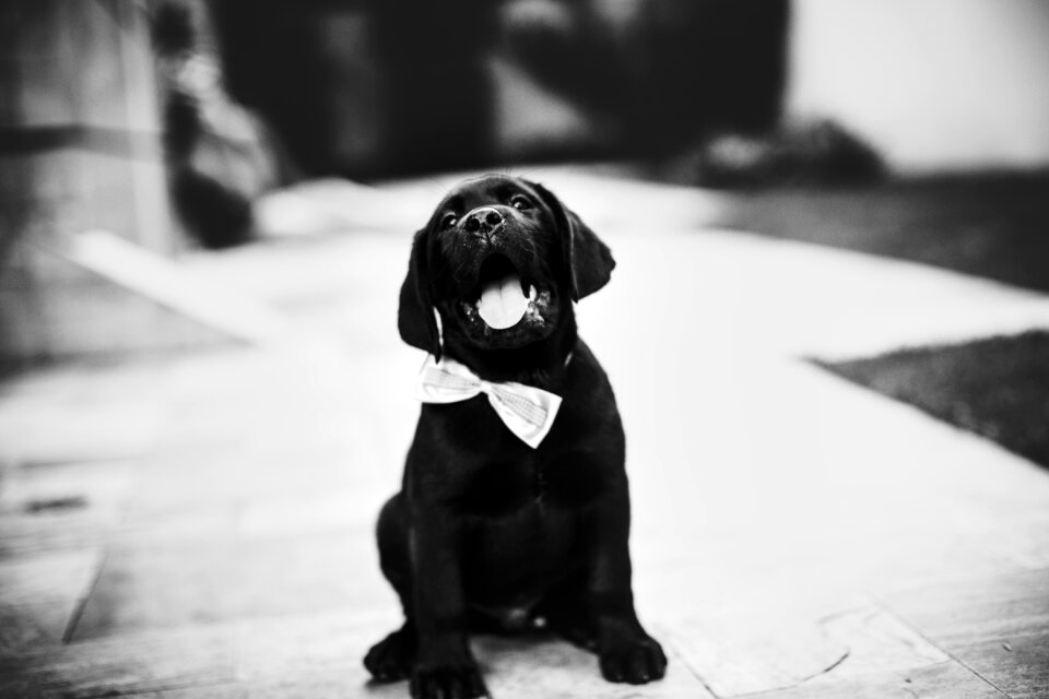 Happy Black Labrador