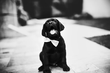 Happy Black Labrador photo