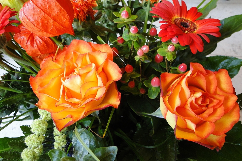 Strauss bloom orange