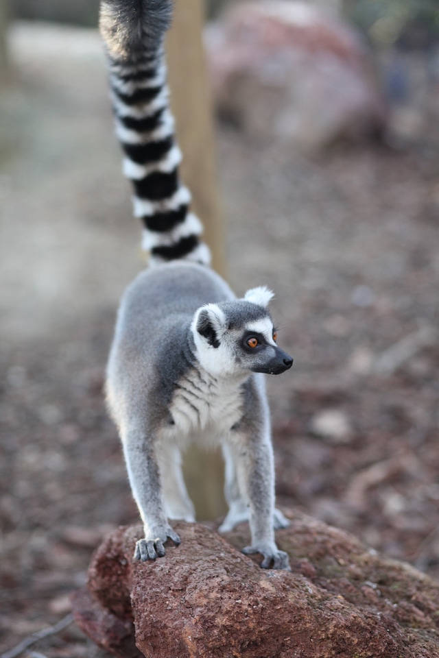 Fauna exotic animal animals