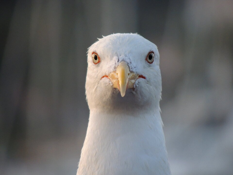 Facing Seagull photo