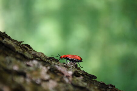 Red Beetle