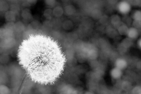 Dandelion Flower