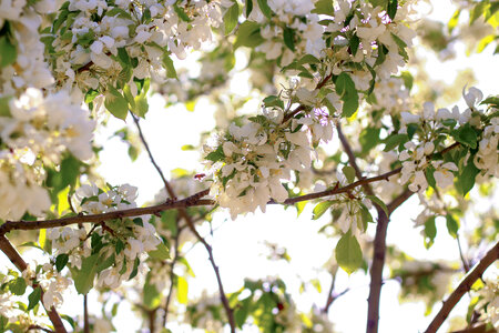 Flowers Bee