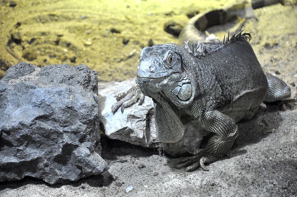 Temple dragon dinosaur
