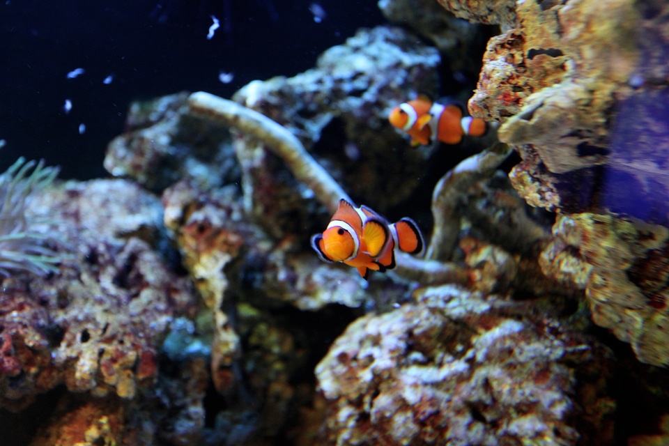 Fauna exotic animal animals