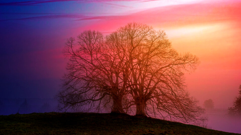 Tree Sunset photo