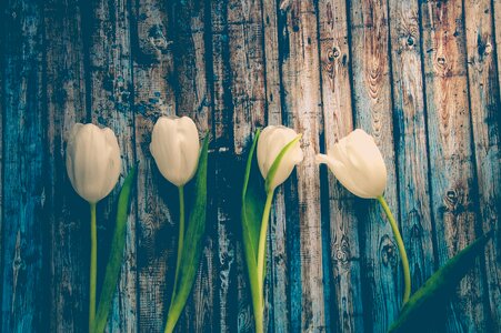 White Tulip photo