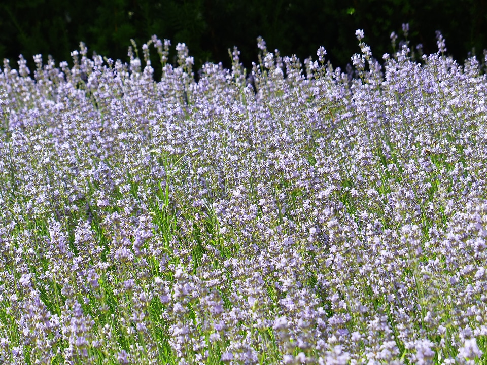 True lavender narrow leaf lavender lavandula angustifolia photo