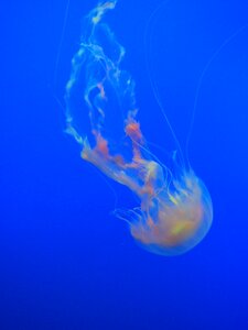 Jellyfish Ocean photo