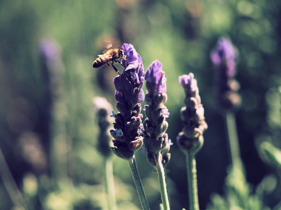 Bumble Bee Lavender
