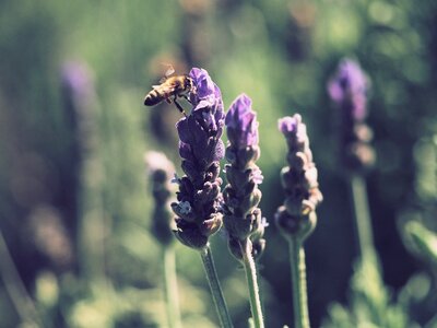 Bumble Bee Lavender photo
