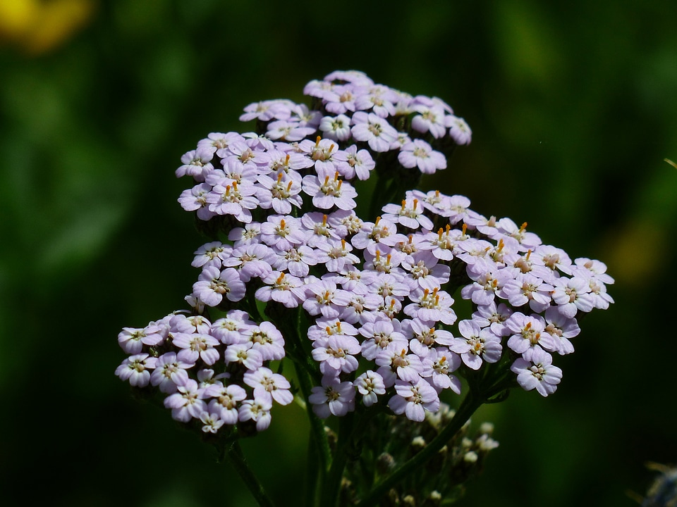 Bloom light purple violet