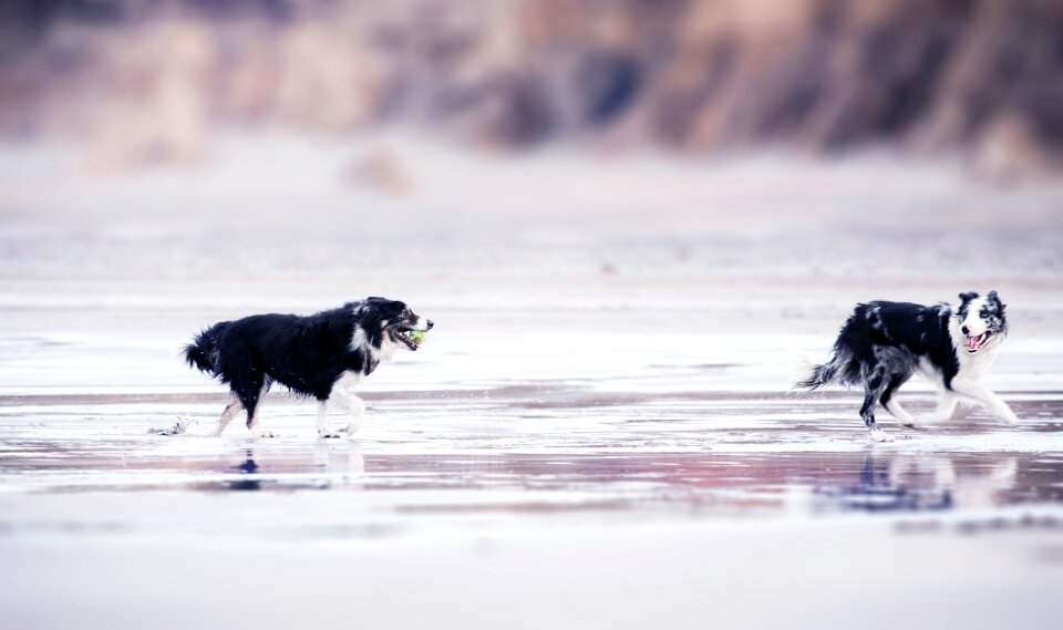 Black & White Dog