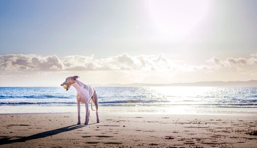 Dog Beach photo