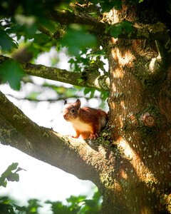 Squirrel Tree photo