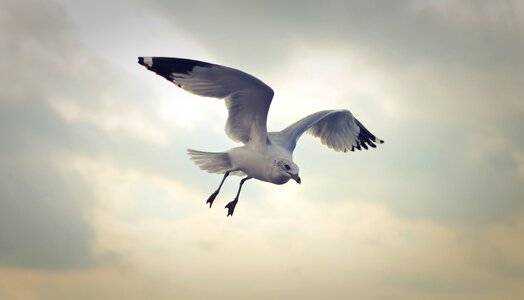 Flying Seagull photo
