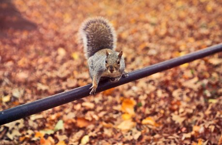 Squirrel Startled