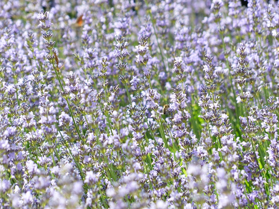 True lavender narrow leaf lavender lavandula angustifolia