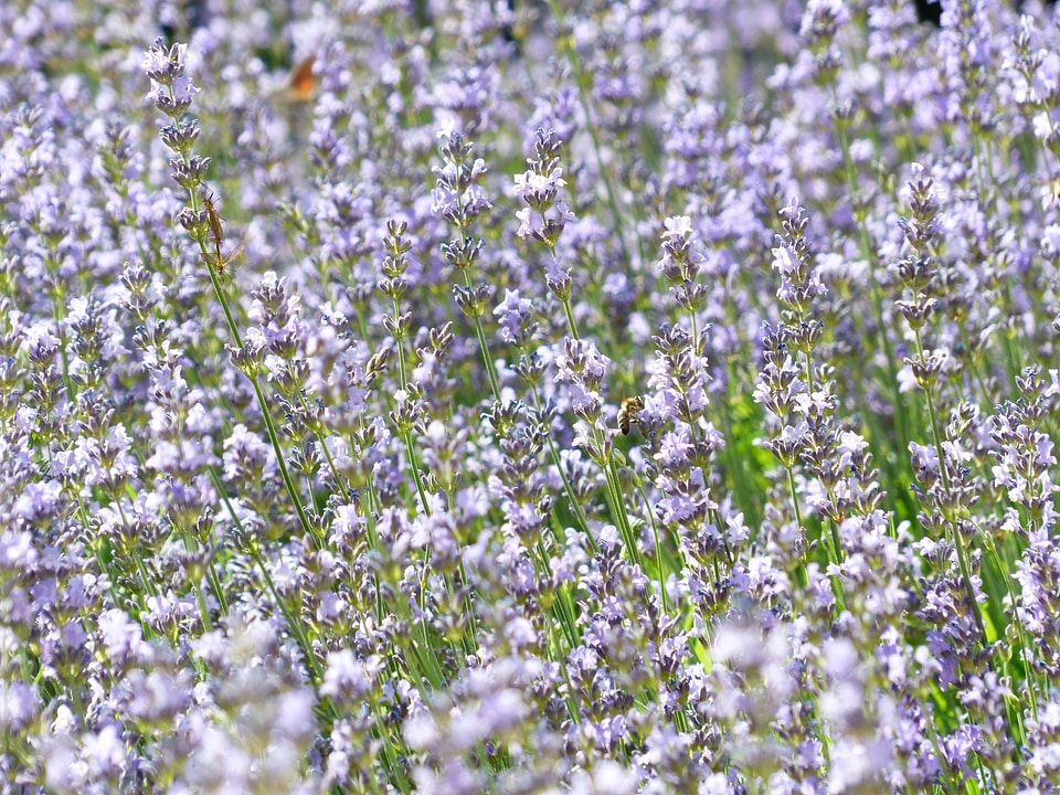 True lavender narrow leaf lavender lavandula angustifolia photo