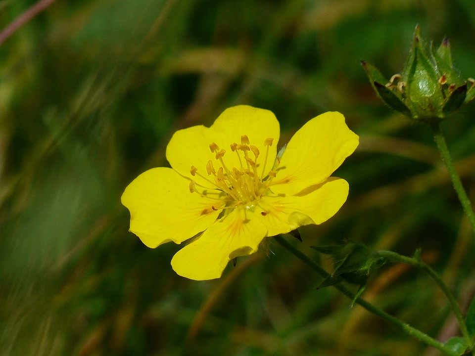Bloom yellow alpine flower