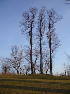 Part danube wood
