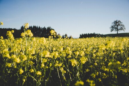 Yellow Flower
