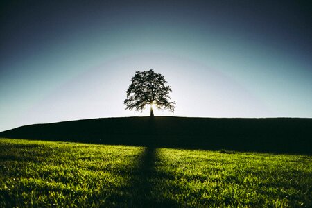 Summer Tree photo