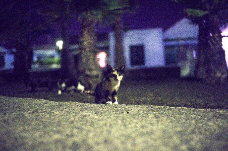 Cat Focus