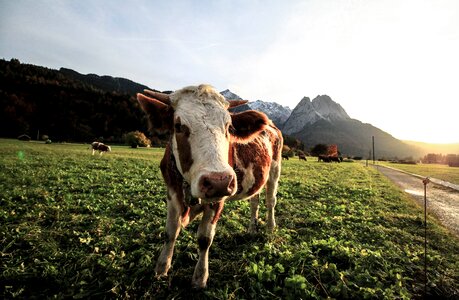 Happy Cow photo