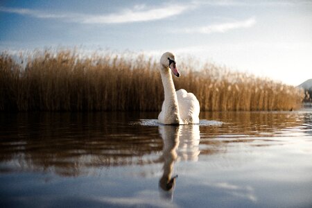 Swan River