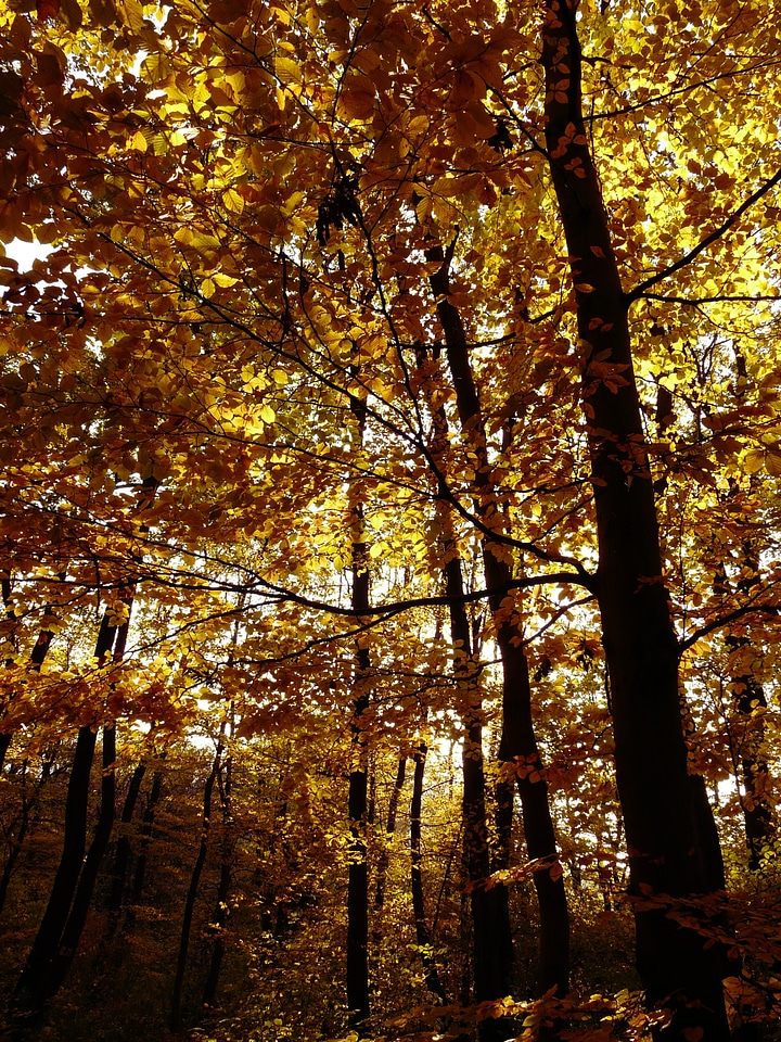 Nature tree season