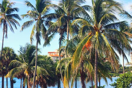 Palm Trees Beach photo
