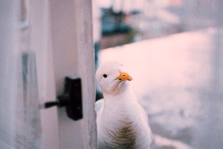 White Seagull photo