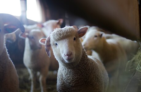 Curious Sheep photo