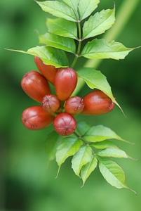 Flowers bud red photo