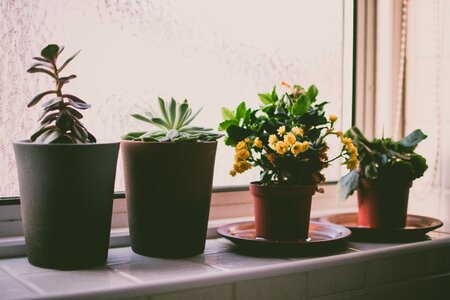 Plants Window photo