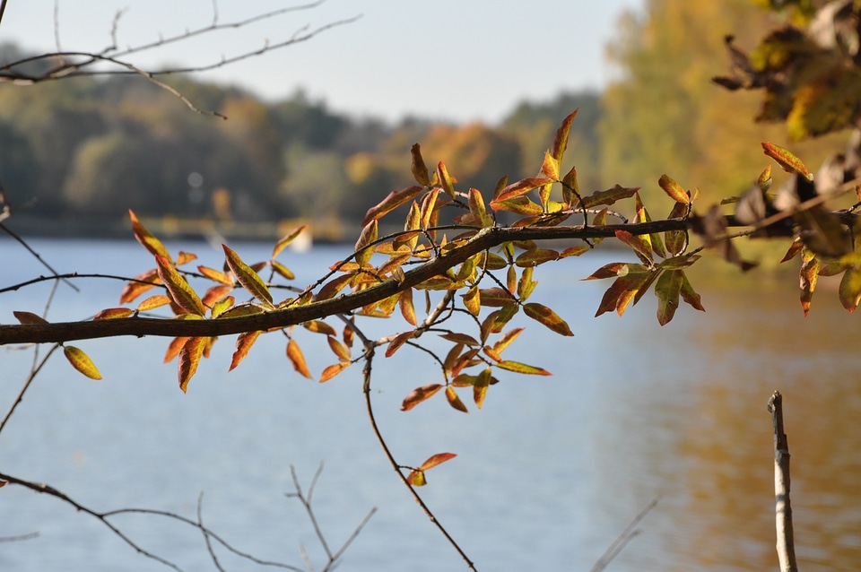 Sprig foliage forest