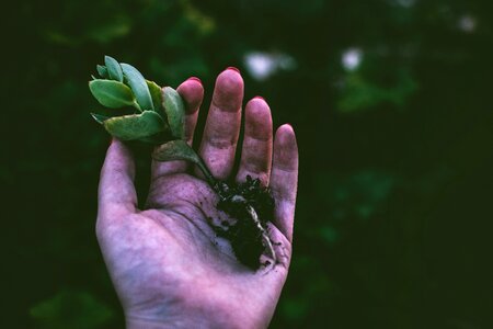 Woman Plant photo