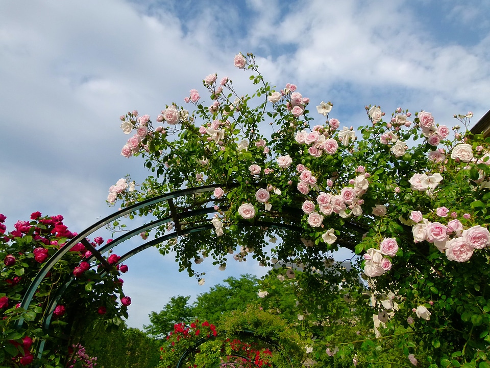 Clouds plants arrangement