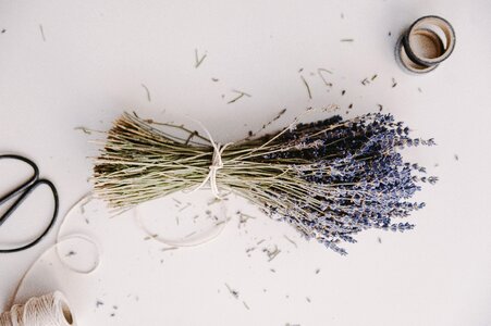 Lavender Herb photo