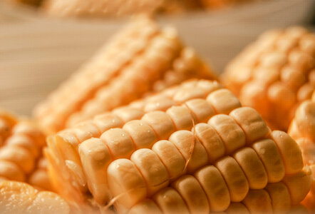 Corn Cob photo