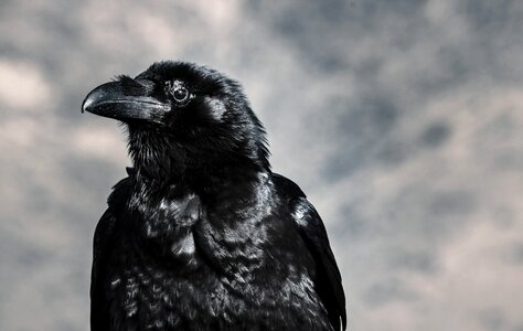 Raven Black