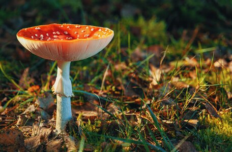 Red Mushroom photo