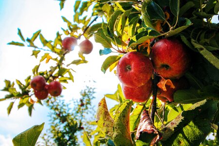 Red Apple photo