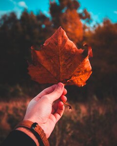 Autumn Leaf photo