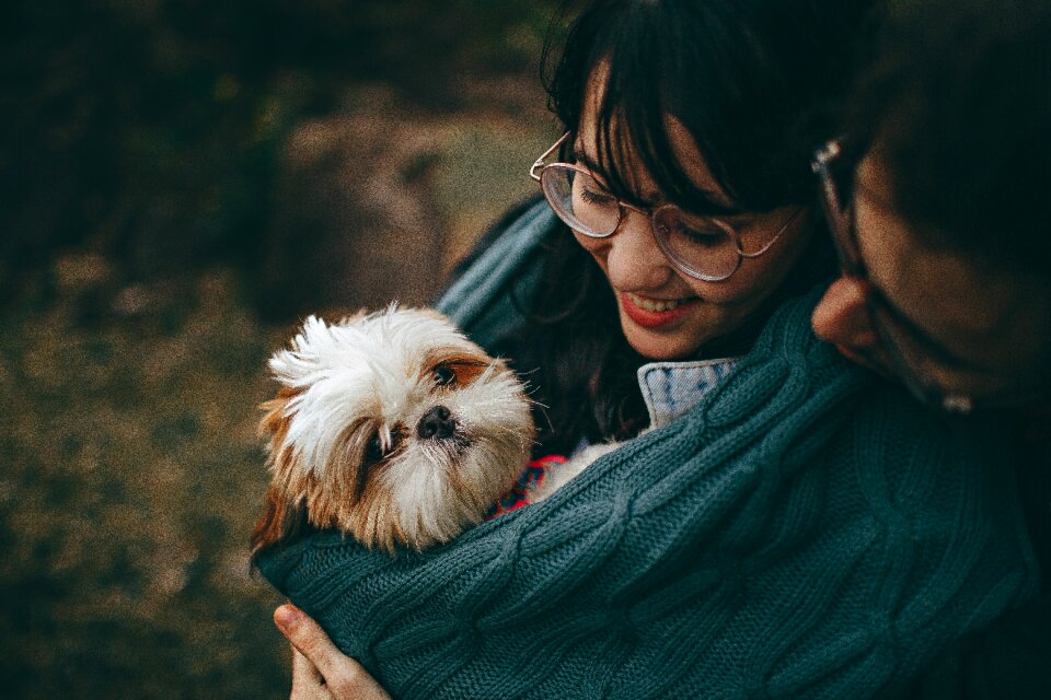 Shih Tzu Puppy photo