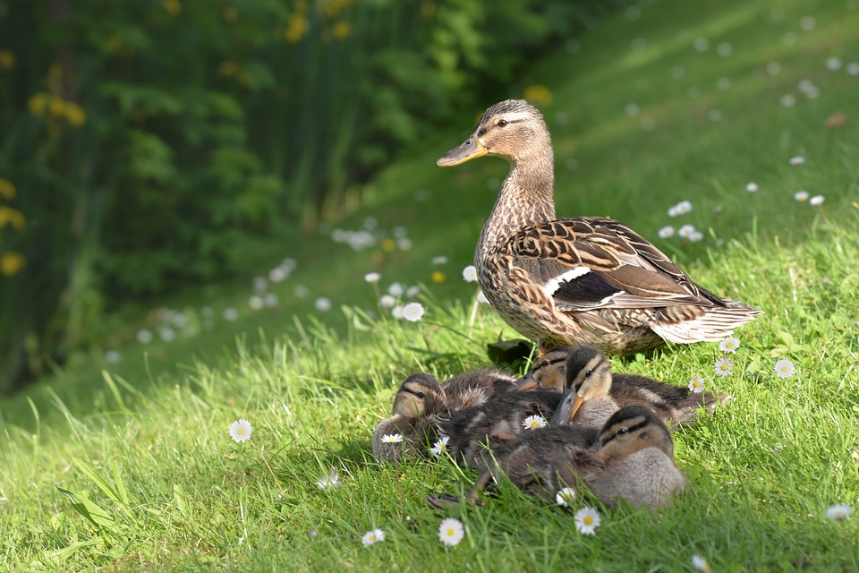 Young animal water bird