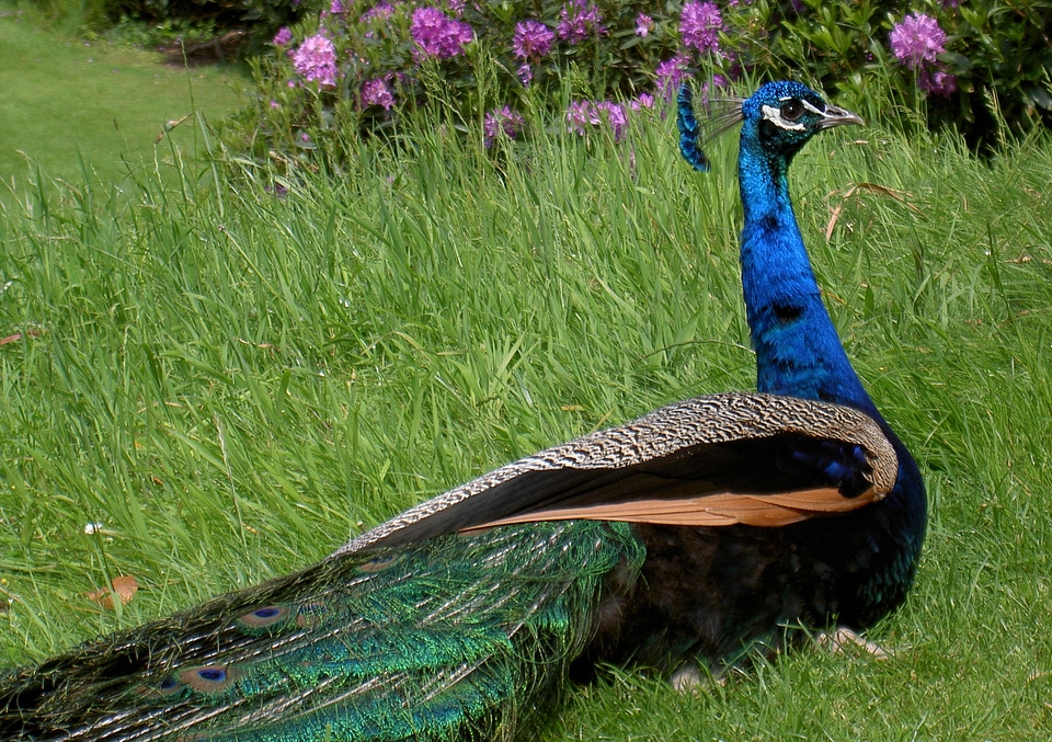 Bright blue bird peacock feathers