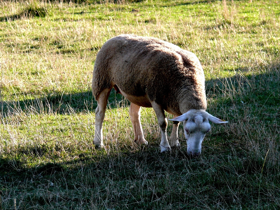 Sheep field herbage